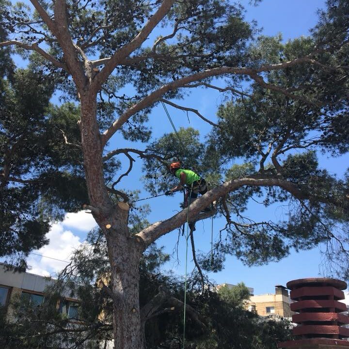 LIMPIEZA PINO CENTRO ZARAGOZA