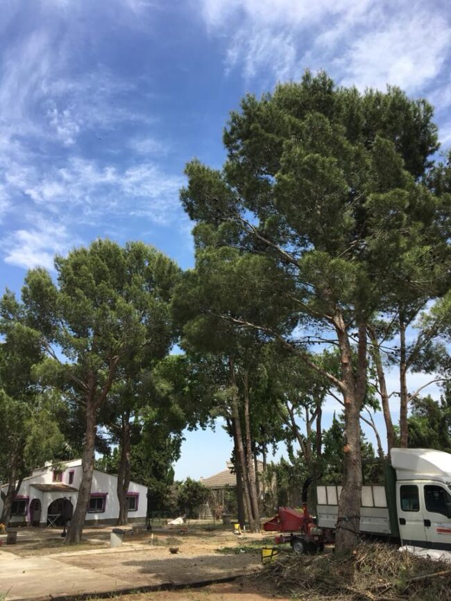 SOLUCIONAMOS TUS PROBLEMAS CON LA TALA O PODA EN ALTURA DE ÁRBOLES