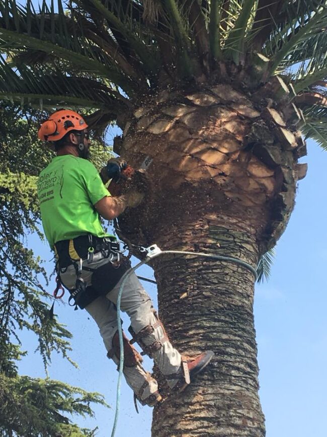 LIMPIEZA DE PALMERAS EN ZARAGOZA