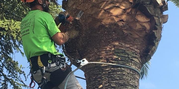 LIMPIEZA DE PALMERAS EN ZARAGOZA