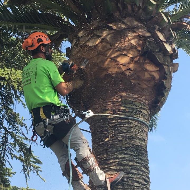 36585239_2085773321464641_8495512768244350976_n LIMPIEZA DE PALMERAS EN ZARAGOZA
