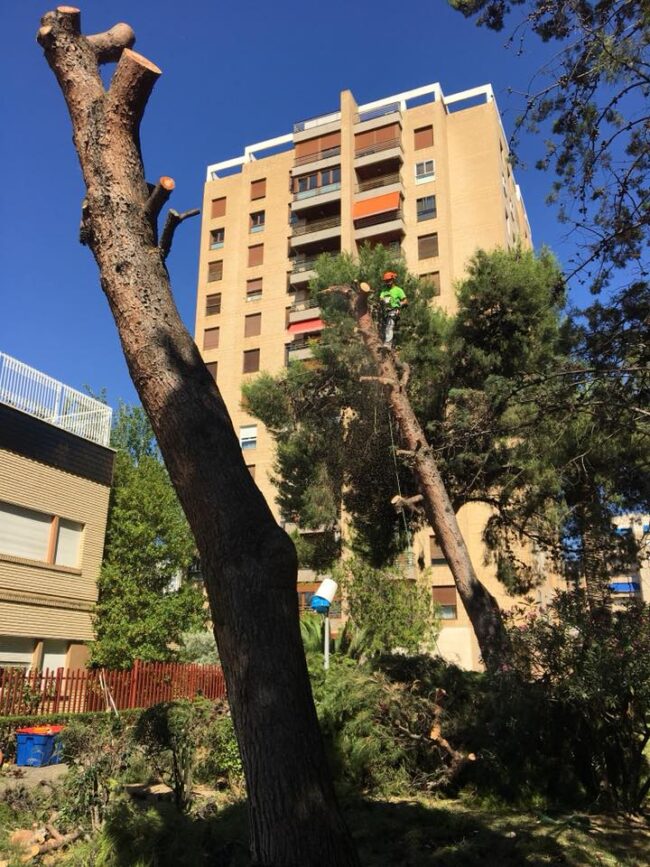 TALA DE PINOS HALEPENSIS CON PELIGRO DE CAÍDA EN EL CENTRO DE ZARAGOZA
