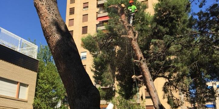 36666651_2089092734466033_4712561949668278272_n TALA DE PINOS HALEPENSIS CON PELIGRO DE CAÍDA EN EL CENTRO DE ZARAGOZA