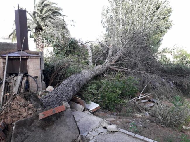 TEMPORAL : ÁRBOLES CAÍDOS