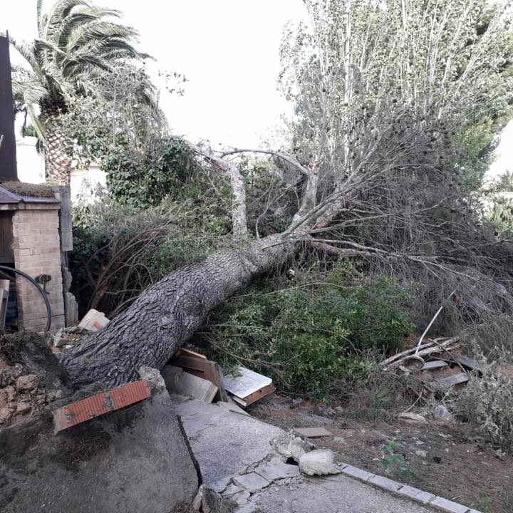 36878563_2099120020129971_3036853546868801536_n TEMPORAL : ÁRBOLES CAÍDOS