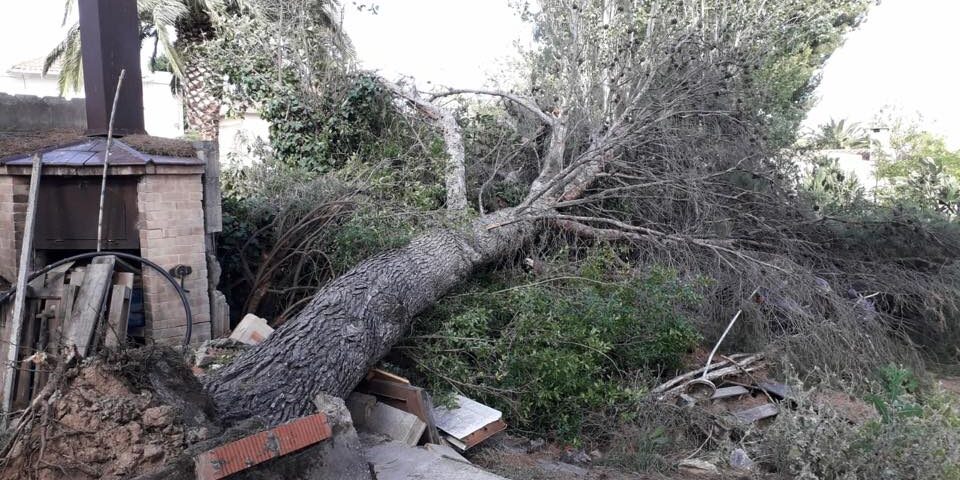 TEMPORAL : ÁRBOLES CAÍDOS