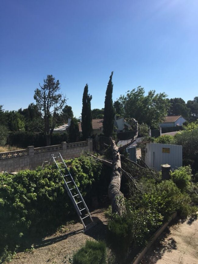 Poda y Tala de Pinos Peligrosos