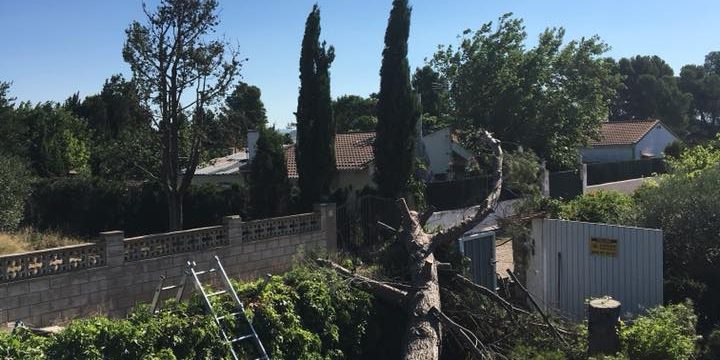 Poda y Tala de Pinos Peligrosos