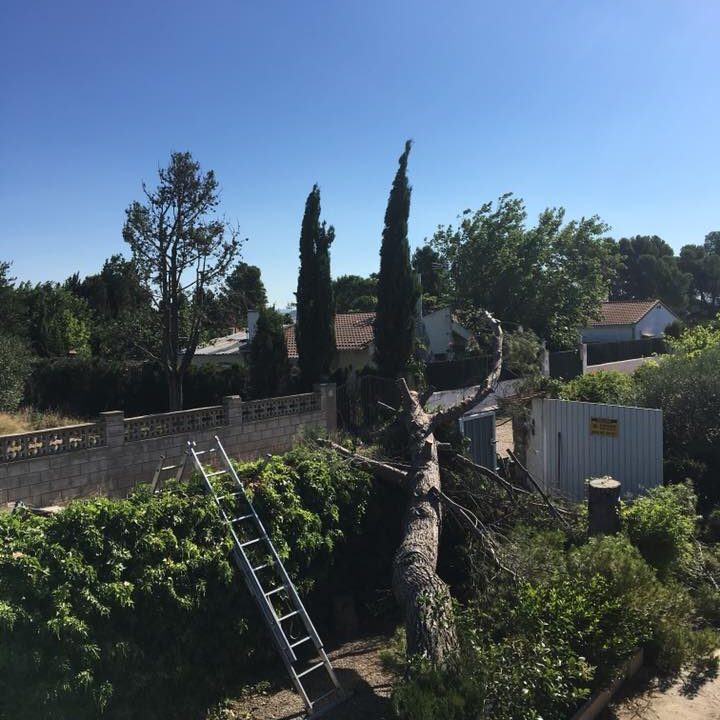 Poda y Tala de Pinos Peligrosos Poda y Tala de Pinos Peligrosos
