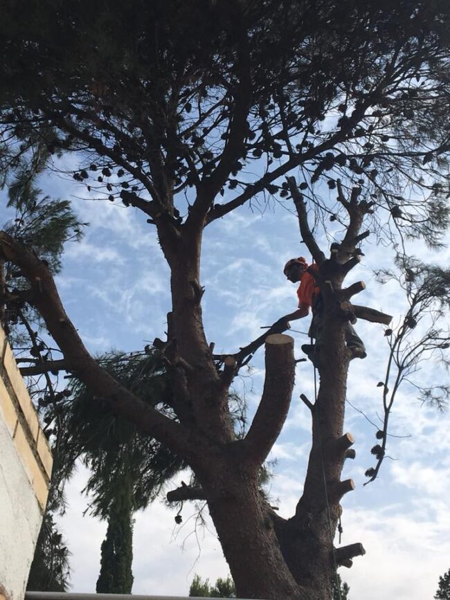 ELIMINACIÓN PINO HALEPENSIS EN JARDÍN PARTICULAR