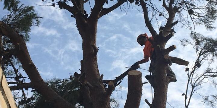 ELIMINACIÓN PINO HALEPENSIS EN JARDÍN PARTICULAR
