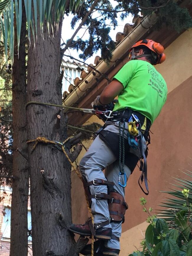 TALA CIPRÉS EN ZARAGOZA