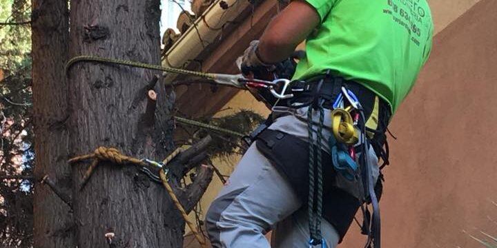 TALA CIPRÉS EN ZARAGOZA