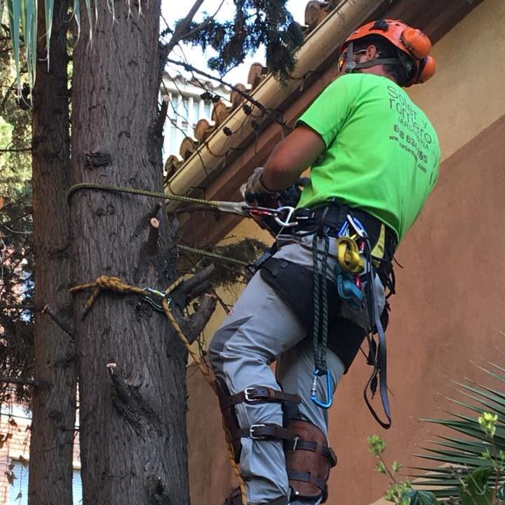 38029008_2142924642416175_469015277741277184_n TALA CIPRÉS EN ZARAGOZA