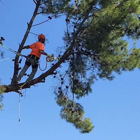 TALA DE ARBOLADO AFECTADO POR TEMPORAL TALA DE ARBOLADO AFECTADO POR TEMPORAL