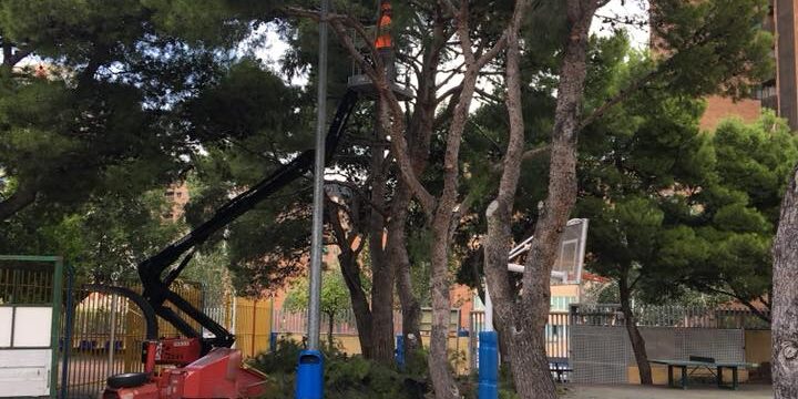 PODA DE LIMPIEZA Y FORMACIÓN DE PINOS HALEPENSIS EN COLEGIO DE ZARAGOZA