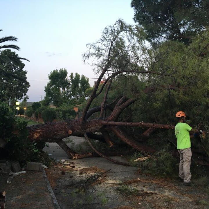 CAÍDA DE PINO EN ZARAGOZA
