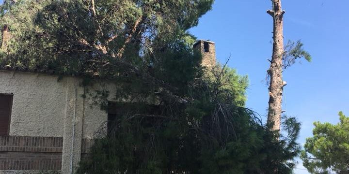 PINO CAÍDO POR TORMENTA EN ZARAGOZA