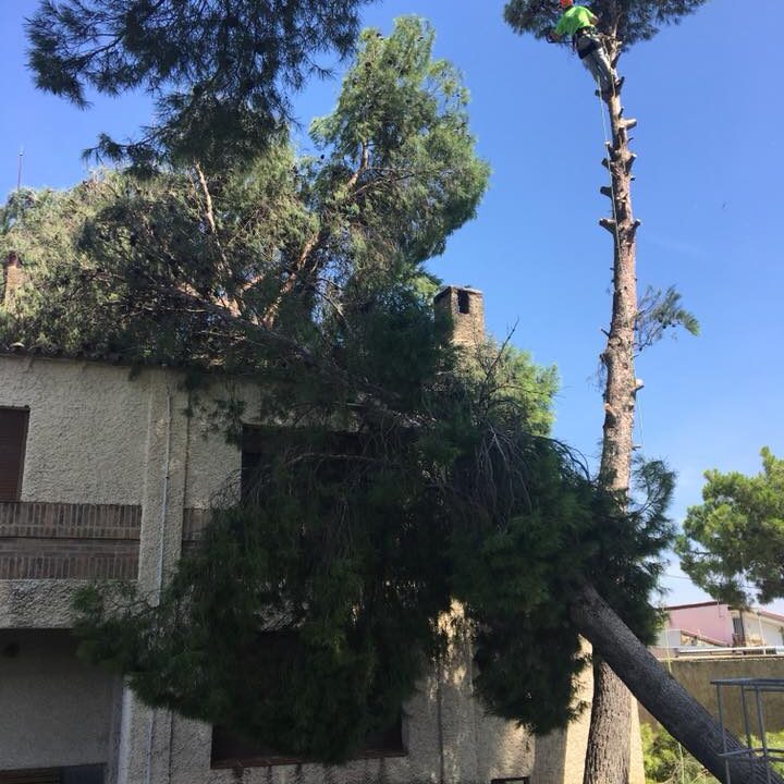 PINO CAÍDO POR TORMENTA EN ZARAGOZA