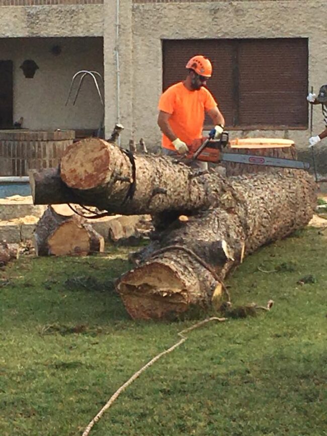 Empresa especializada en poda en altura con amplia trayectoria profesional