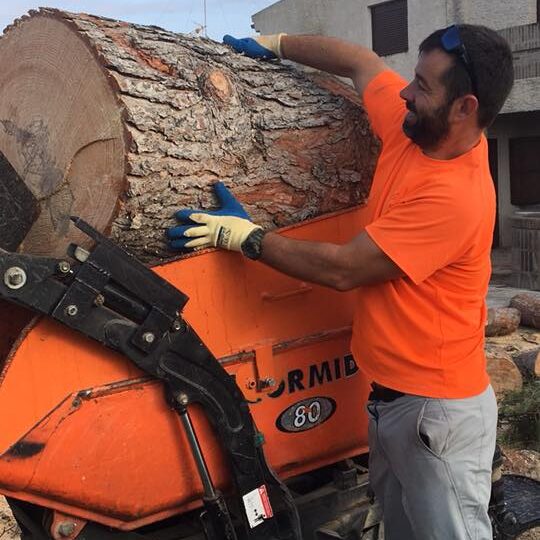 TALA CONTROLADA DE PINO EN ZARAGOZA