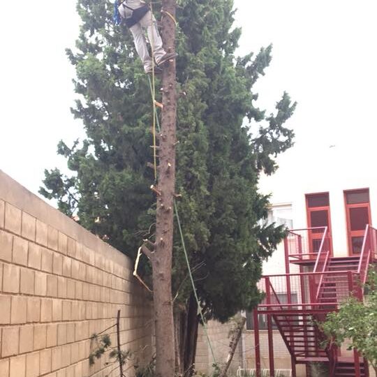 TALA DE CIPRESES EN COLEGIO DE ZARAGOZA
