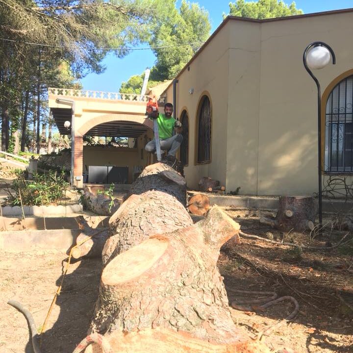TALA CONTROLADA DE PINO QUE ORIGINA PROBLEMAS A UNA CASA