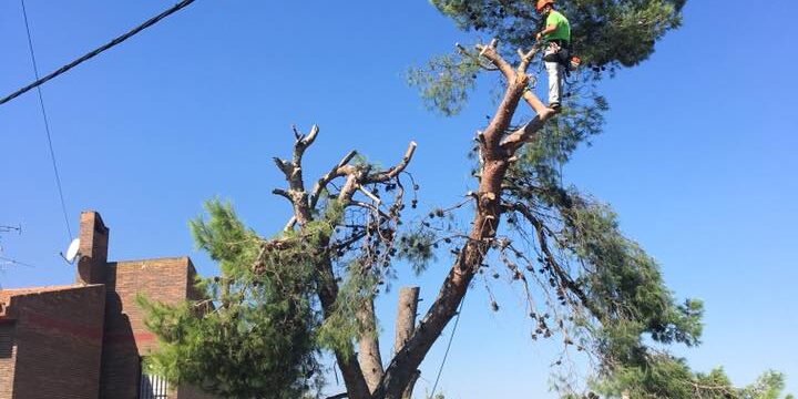 TALA DE PINO CON ROTURA EN RAMAS