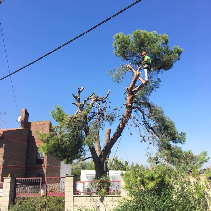 TALA DE PINO CON ROTURA EN RAMAS