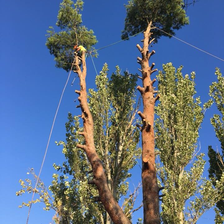 TALA PINOS EN MONZALBARBA