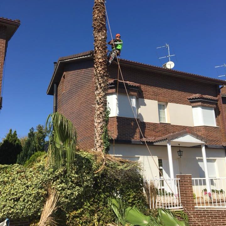 TALA DE PALMERA WASHINGTONIA ROBUSTA O PALMERA MEXICANA