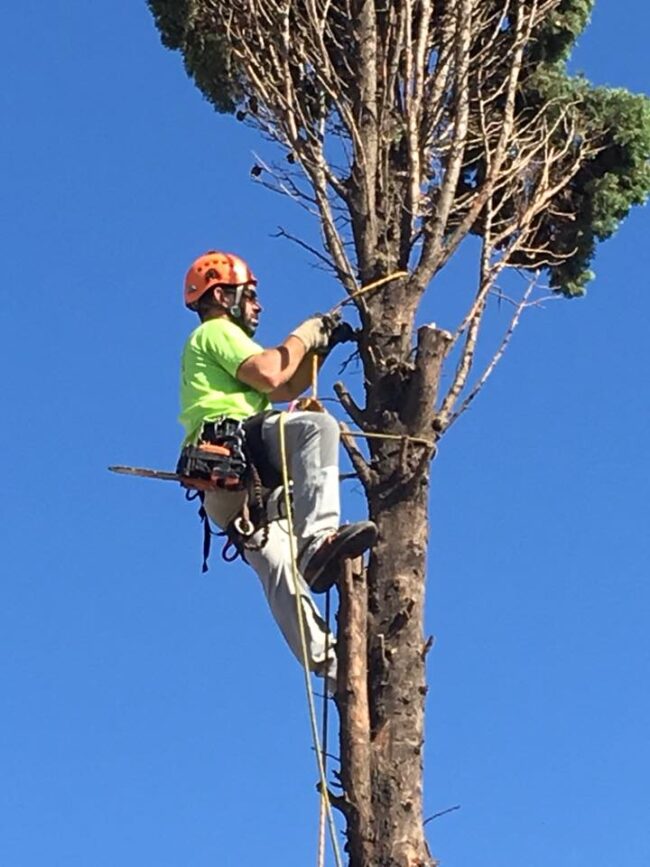 PODA EN ALTURA EN ZARAGOZA