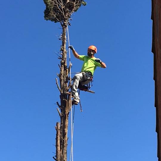 TALA CIPRÉS EN ZARAGOZA
