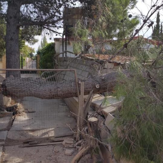 CAÍDA PINO POR TEMPORAL EN ZARAGOZA