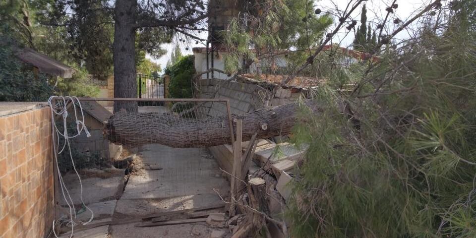CAÍDA PINO POR TEMPORAL EN ZARAGOZA