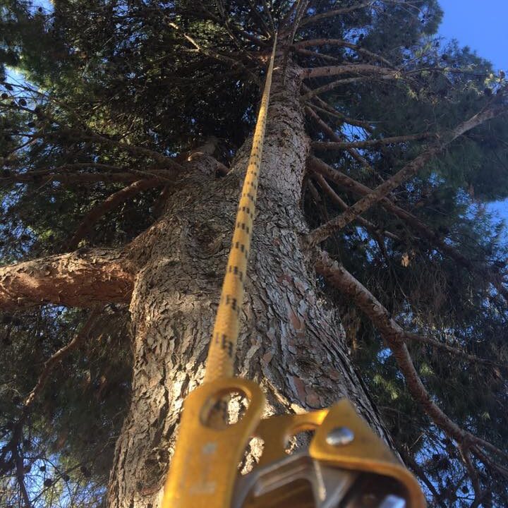 TRABAJOS DE APEO DE PINOS HALEPENSIS EN PEDROLA