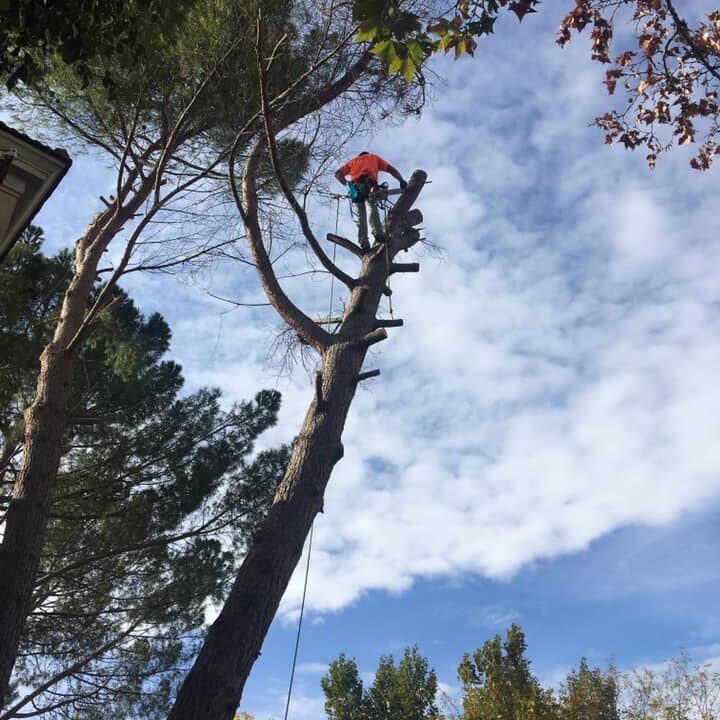 TALA DE PIÑONEROS EN EPILA (ZARAGOZA)