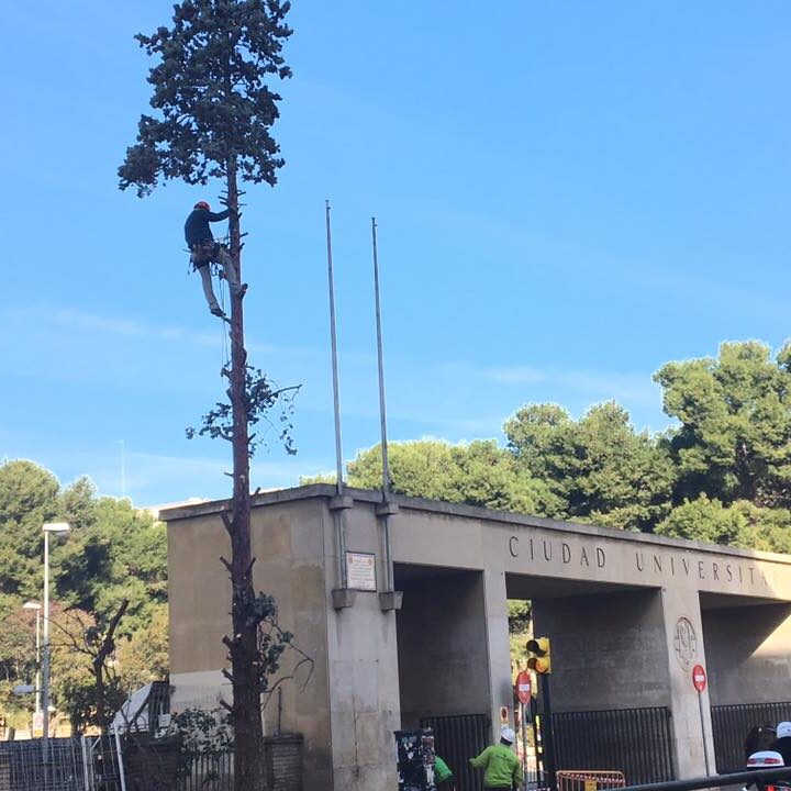 TALA DE CIPRESES EN UNIVERSIDAD DE ZARAGOZA