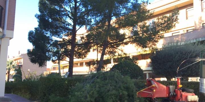 LIMPIEZA DE PIÑONEROS Y EUCALIPTOS EN ZARAGOZA