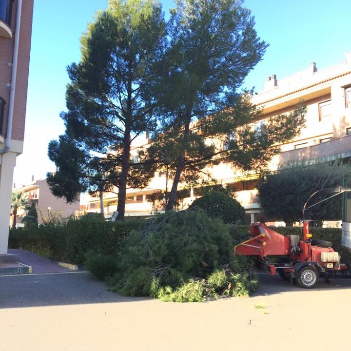 LIMPIEZA DE PIÑONEROS Y EUCALIPTOS EN ZARAGOZA