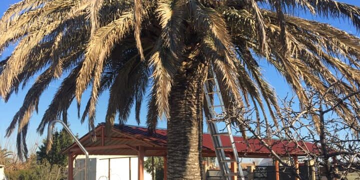 PHOENIX AFECTADA POR PICUDO