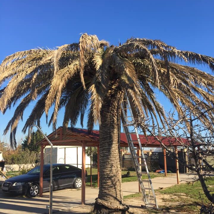 PHOENIX AFECTADA POR PICUDO