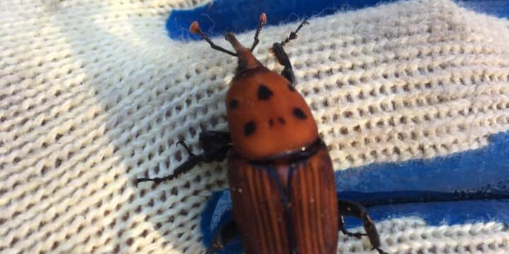 RETIRADA DE PALMERAS PHOENIX CANARIENSIS DEVORADAS POR PICUDO ROJO EN ZARAGOZA