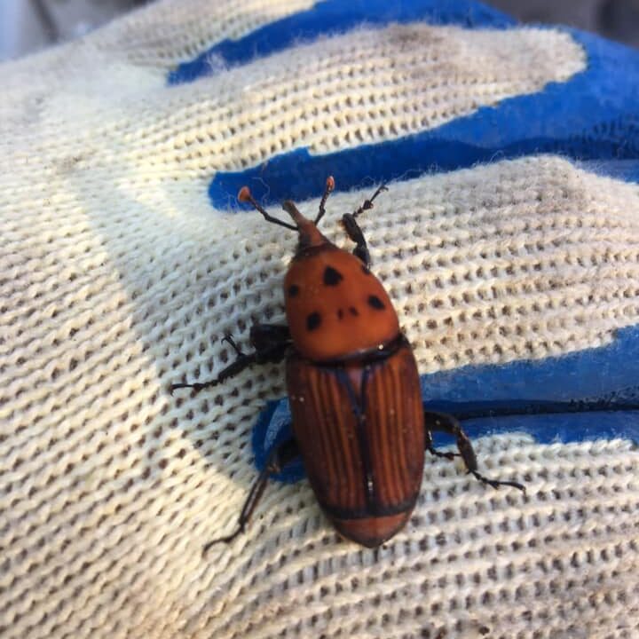 RETIRADA DE PALMERAS PHOENIX CANARIENSIS DEVORADAS POR PICUDO ROJO EN ZARAGOZA