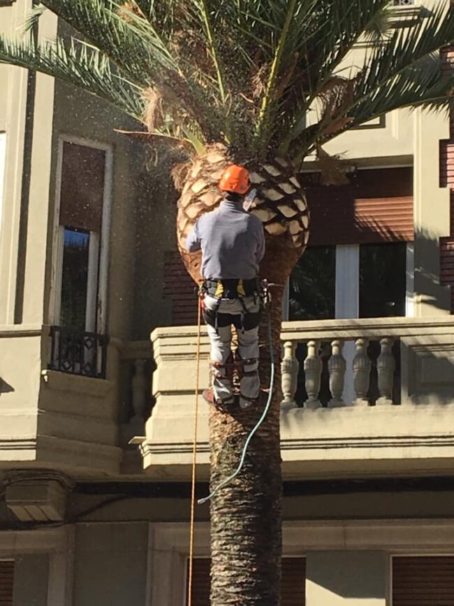 SOMOS EXPERTOS EN LA PODA DE PALMERAS EN ALTURA