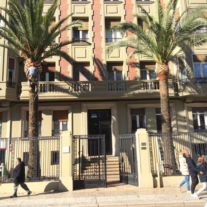 LIMPIEZA DE PALMERAS EN PASEO SAGASTA DE ZARAGOZA