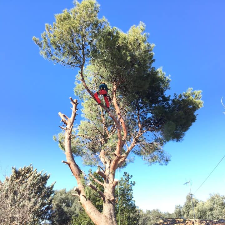 TALA PINO PELIGROSO Y LIMPIEZA DE PIÑONEROS