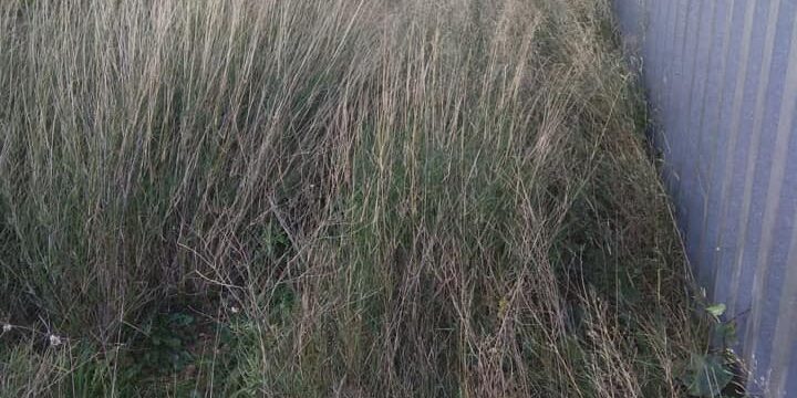 DESBROCE Y LIMPIEZA DE FABRICA EN VILLANUEVA DE GALLEGO