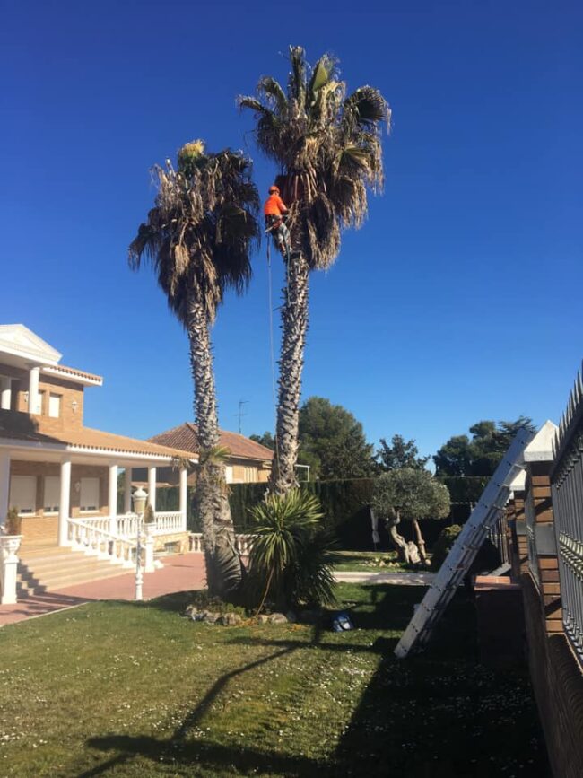 SOMOS EXPERTOS EN LA PODA DE PALMERAS EN ALTURA