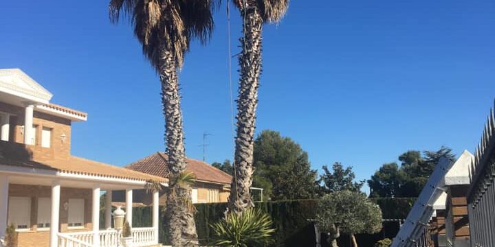 SOMOS EXPERTOS EN LA PODA DE PALMERAS EN ALTURA